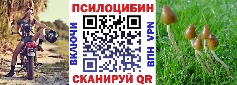 Купить где  Пущино  Псилоцибиновые грибы Psilocybe 